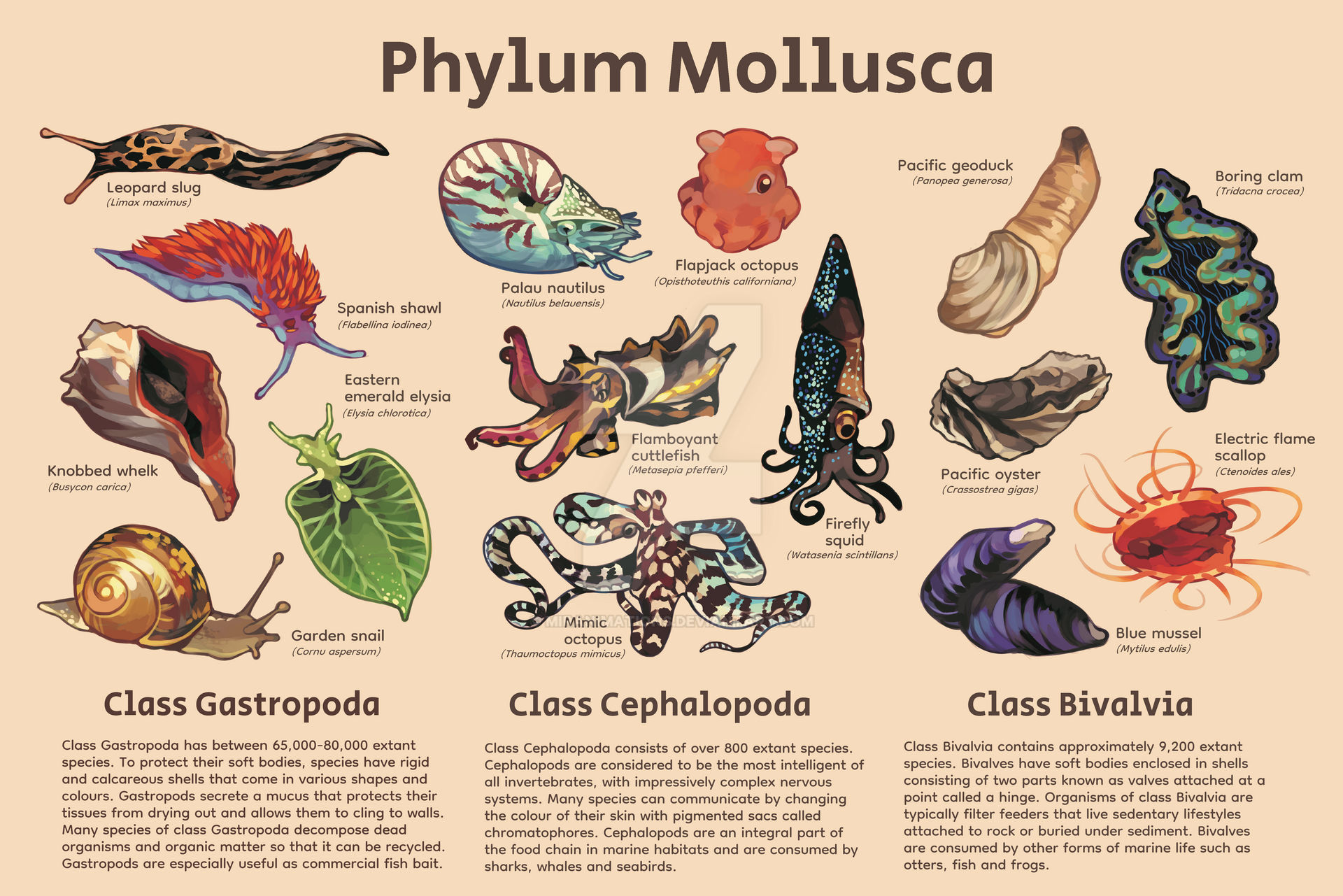 Phylum Of Mollusca