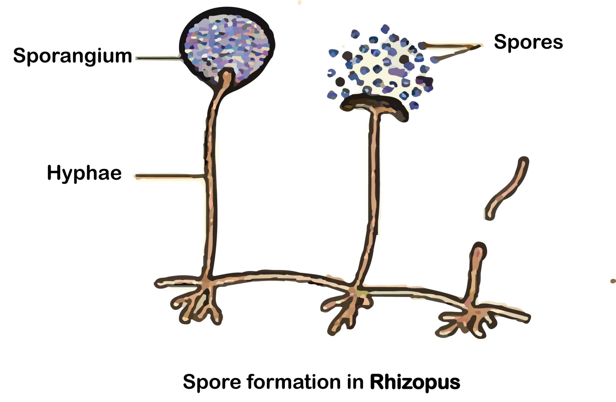 Phylum Of Rhizopus