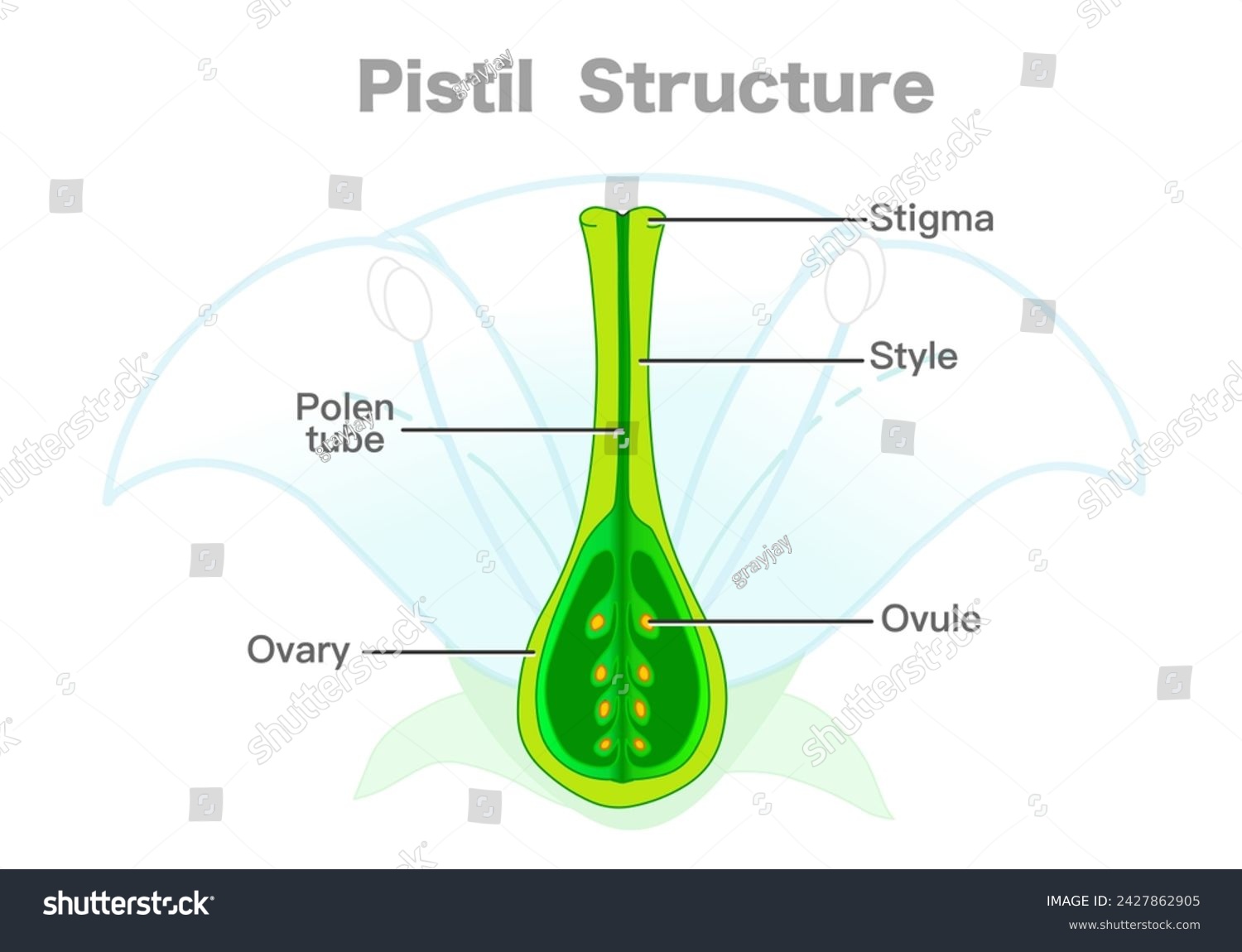 Pistil Flower Part