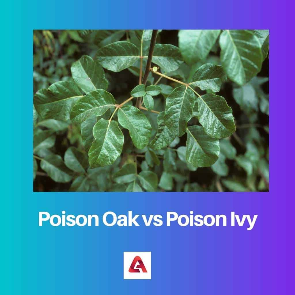 Poison Oak Vs Poison Ivy