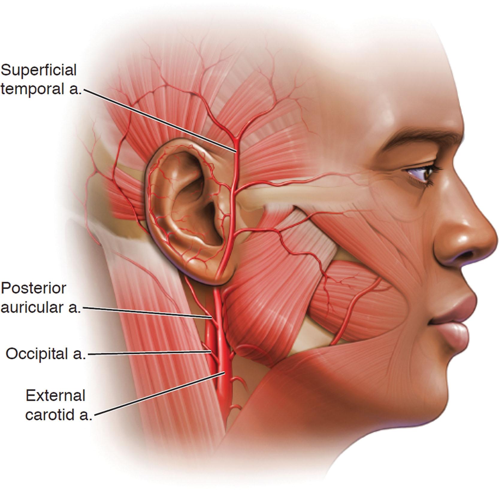 Posterior Auricular Nerve