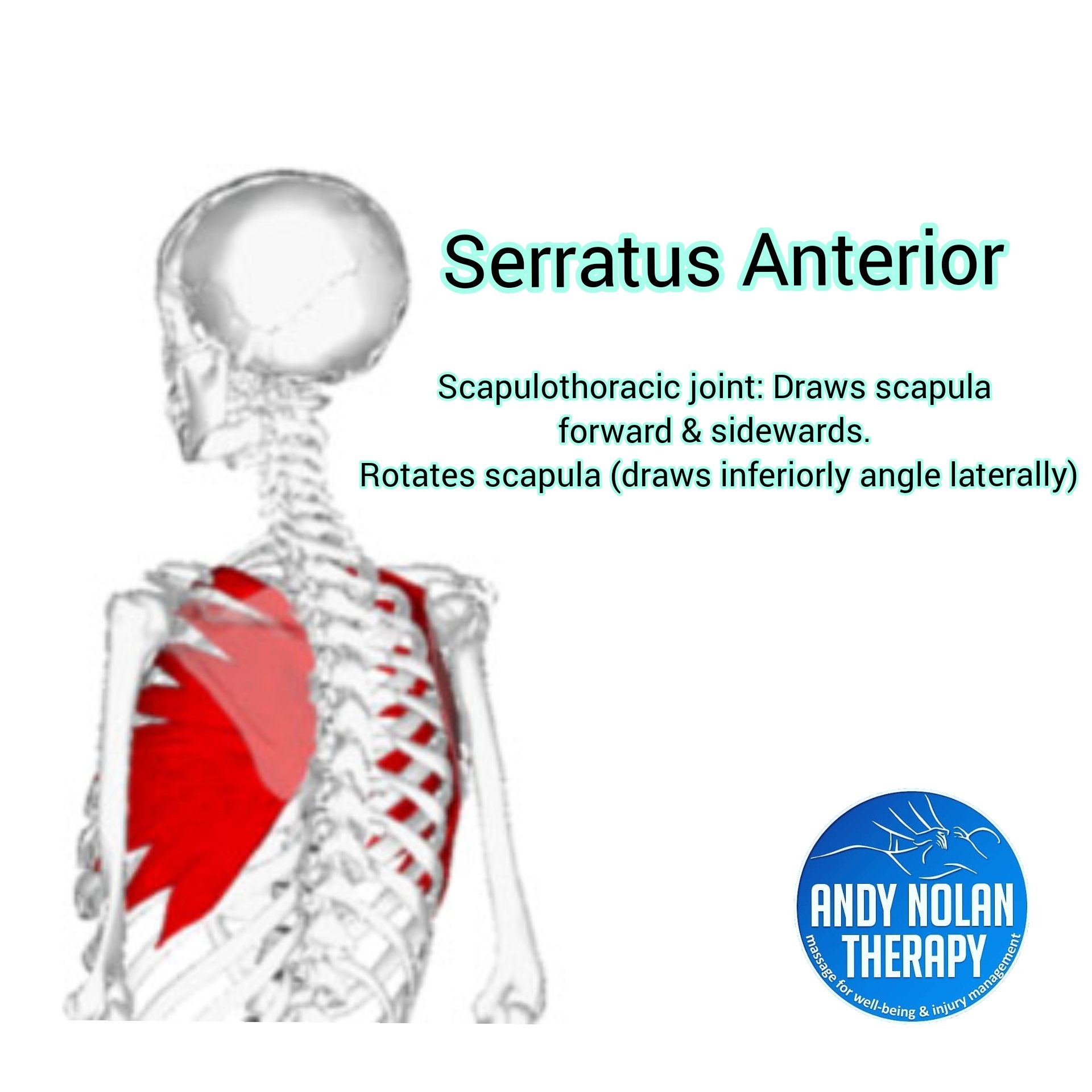 Posterior Serratus Muscles