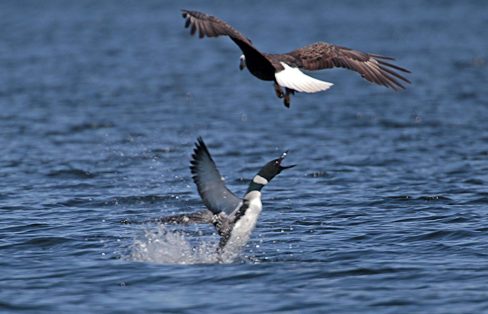 Predators Of Bald Eagles