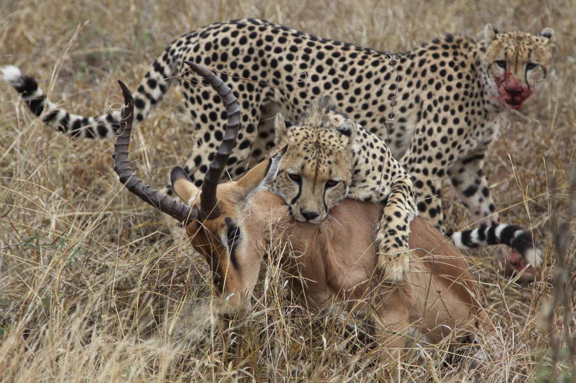 Predators Of Cheetahs