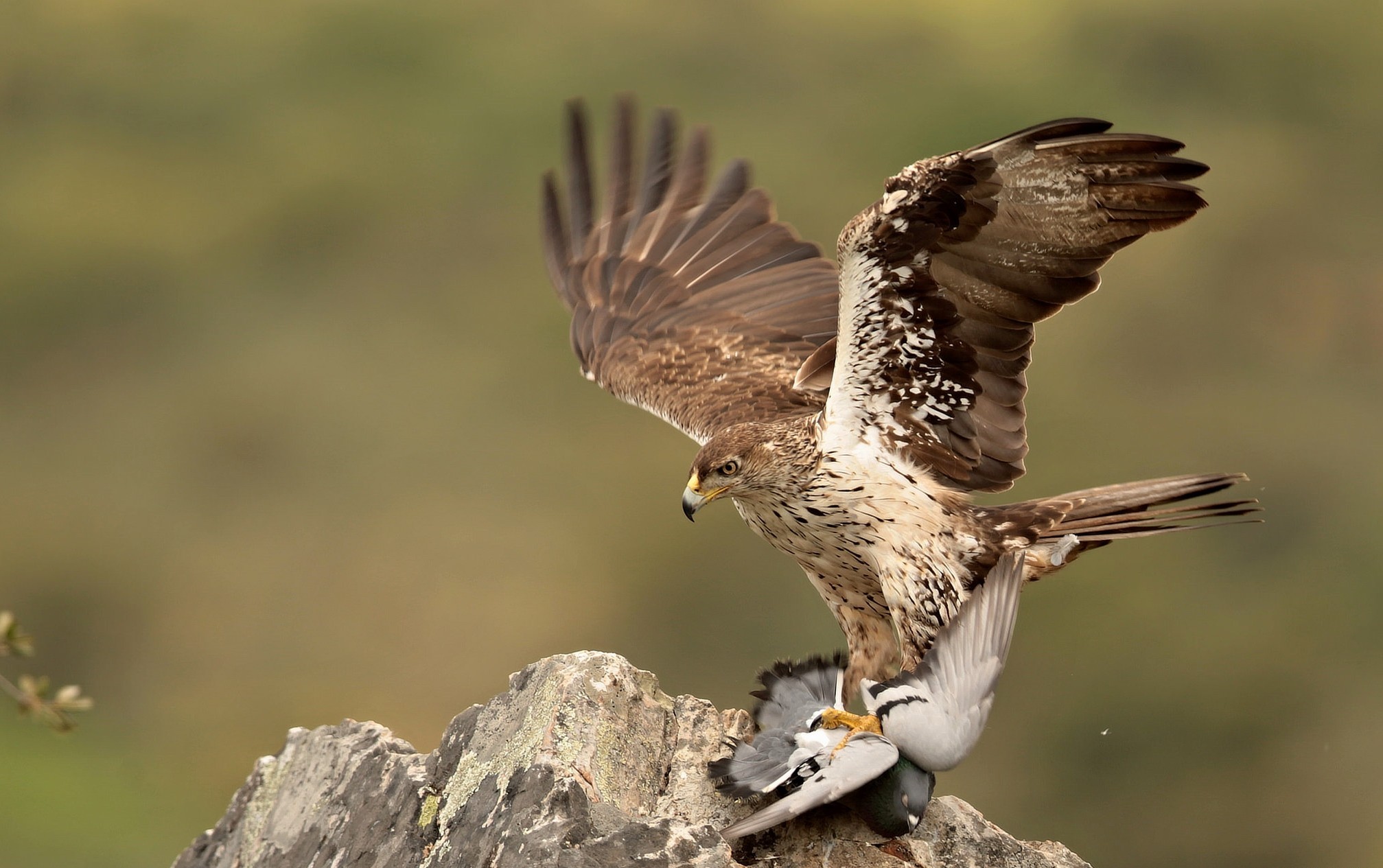 Predators Of Doves