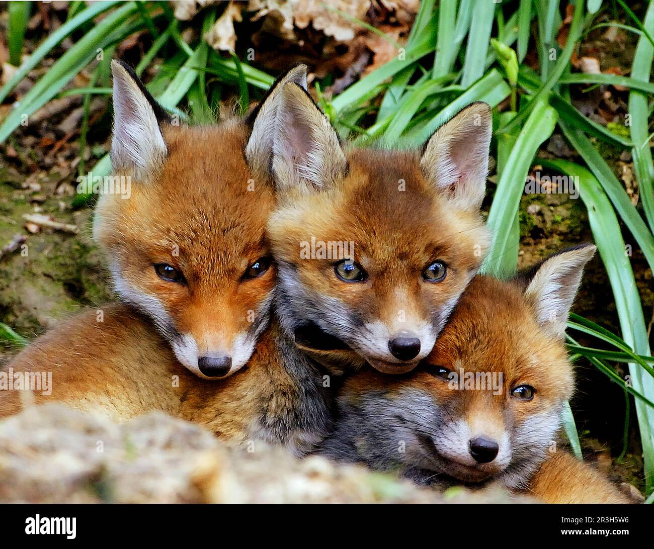 Predators Of Foxes