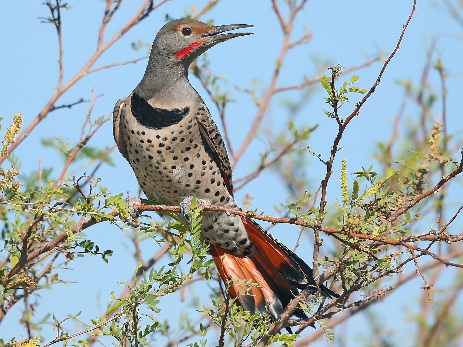 Predators Of Northern Flickers