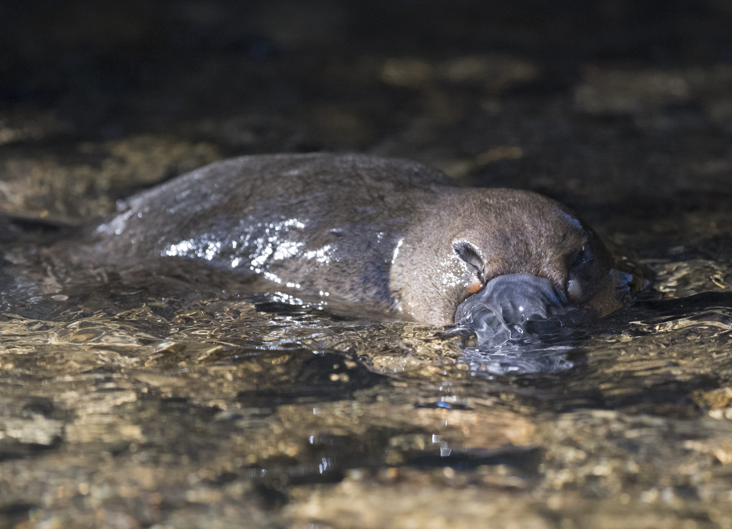 Predators Of Platypus