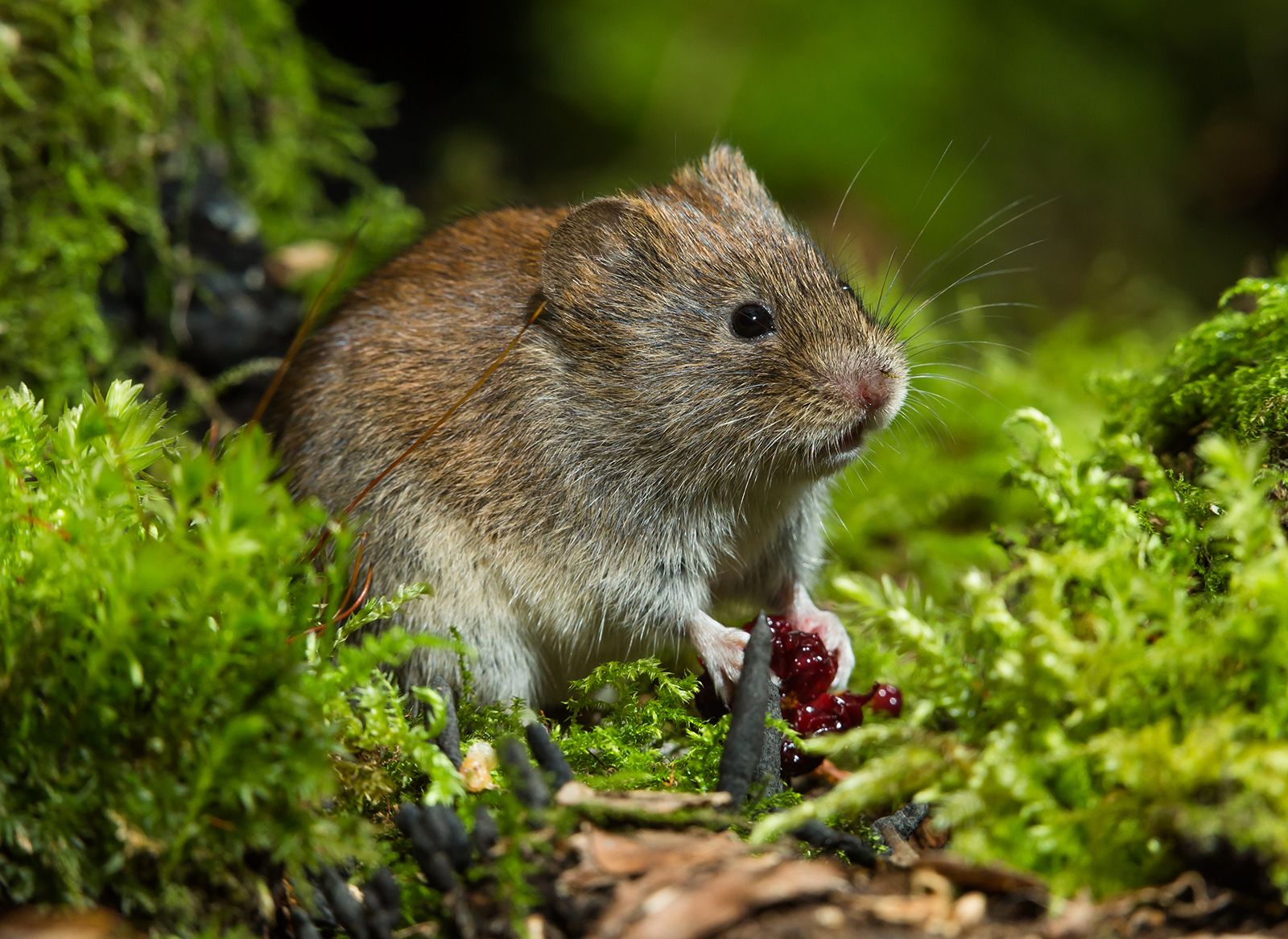 Predators Of Voles