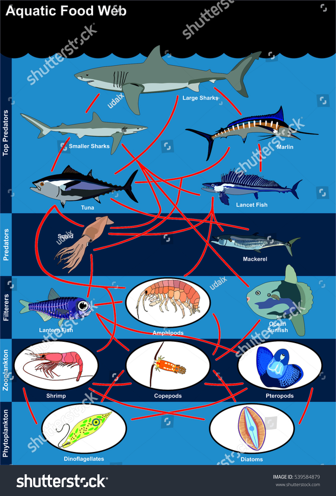 Predators Of Zooplankton