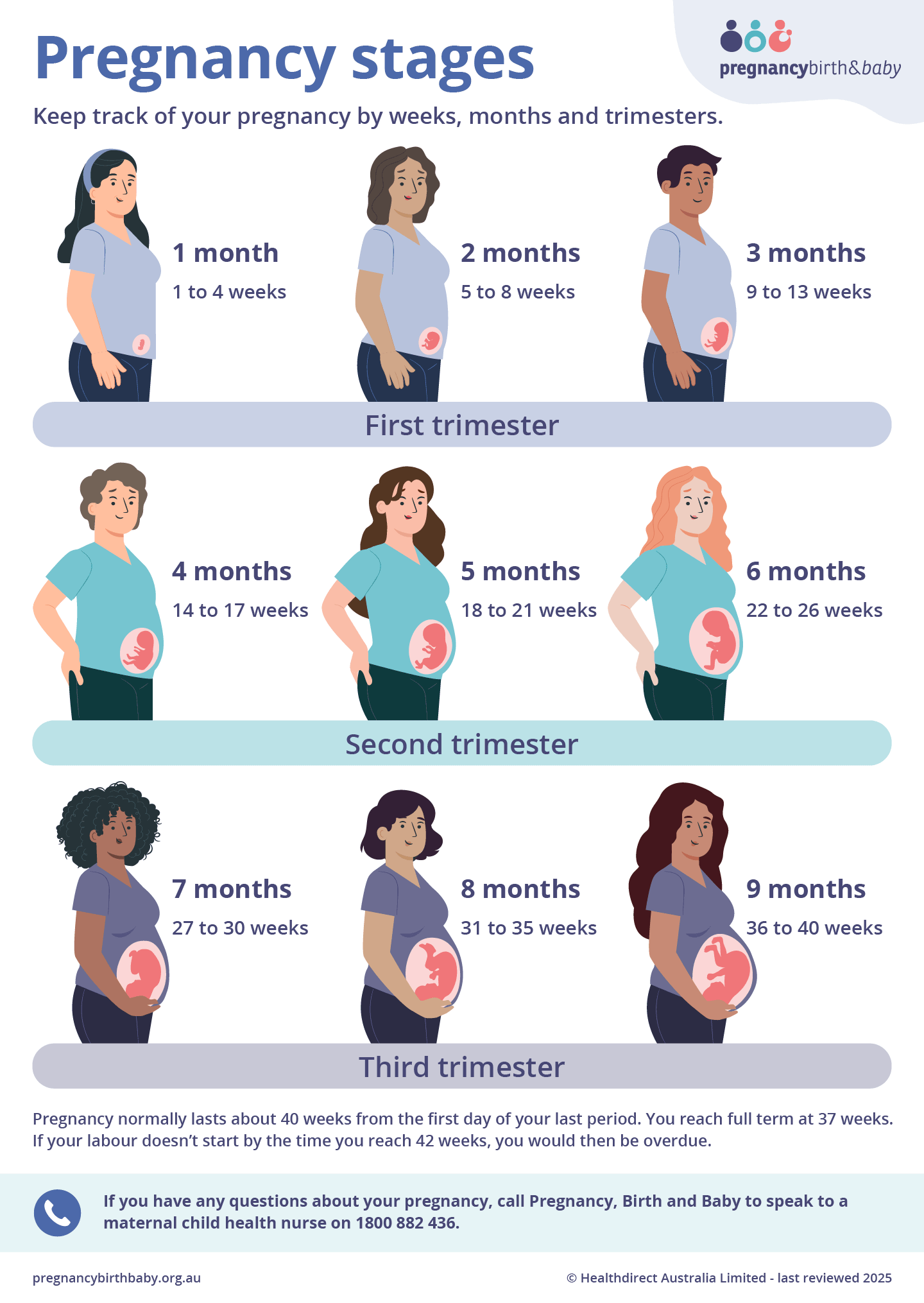 Pregnancy Stages Week By Months