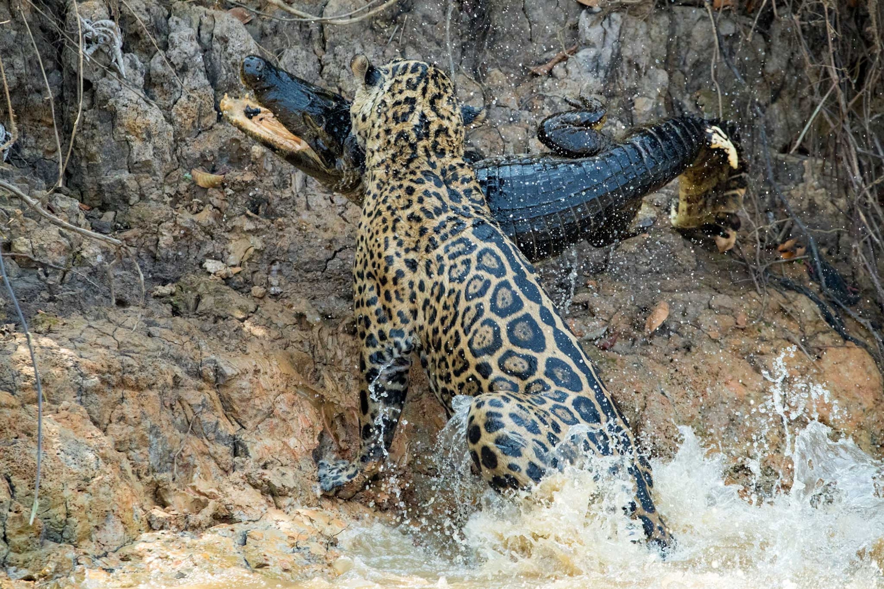 Prey Of Jaguars