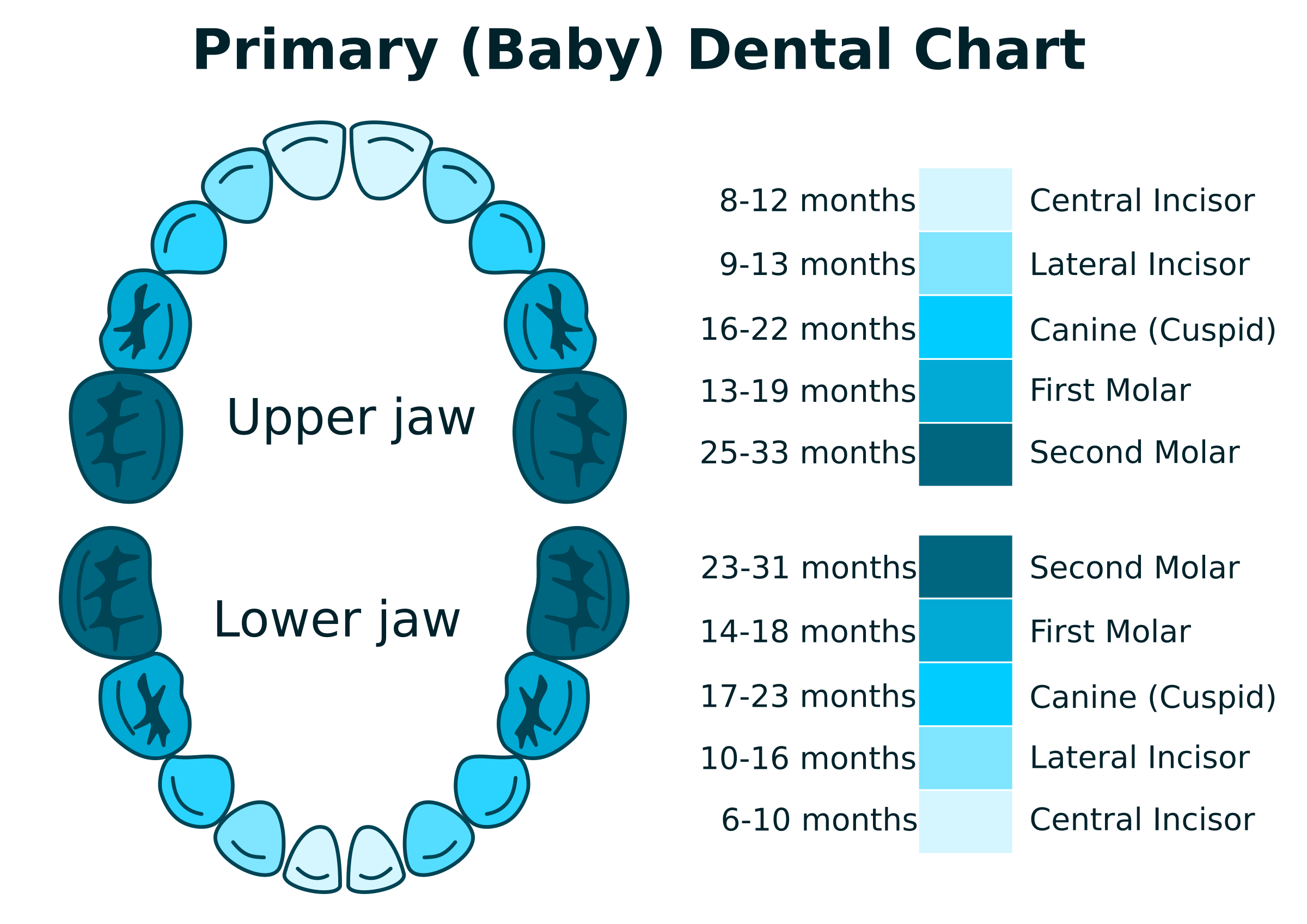 Primary Dentition Chart