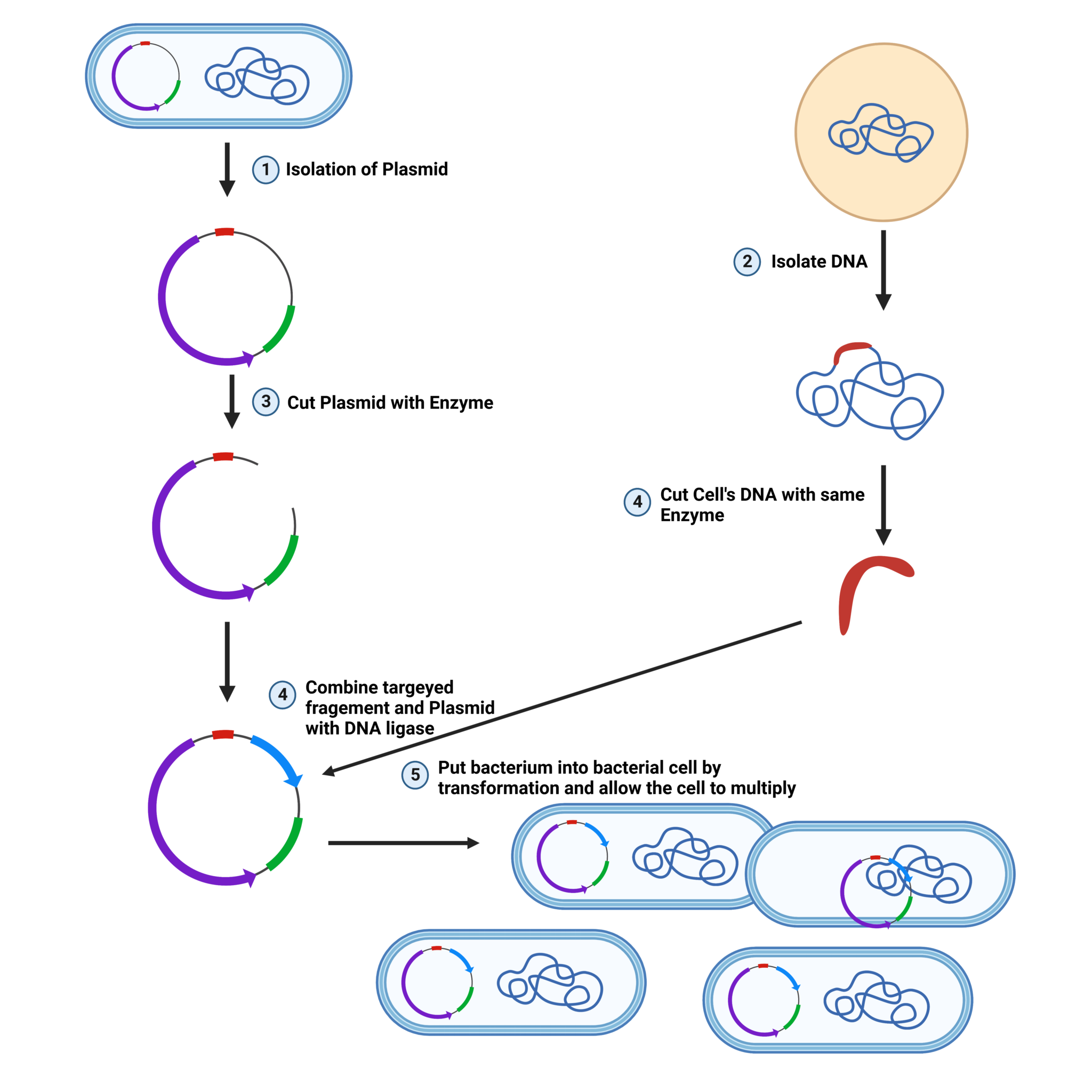 Process Of Cloning