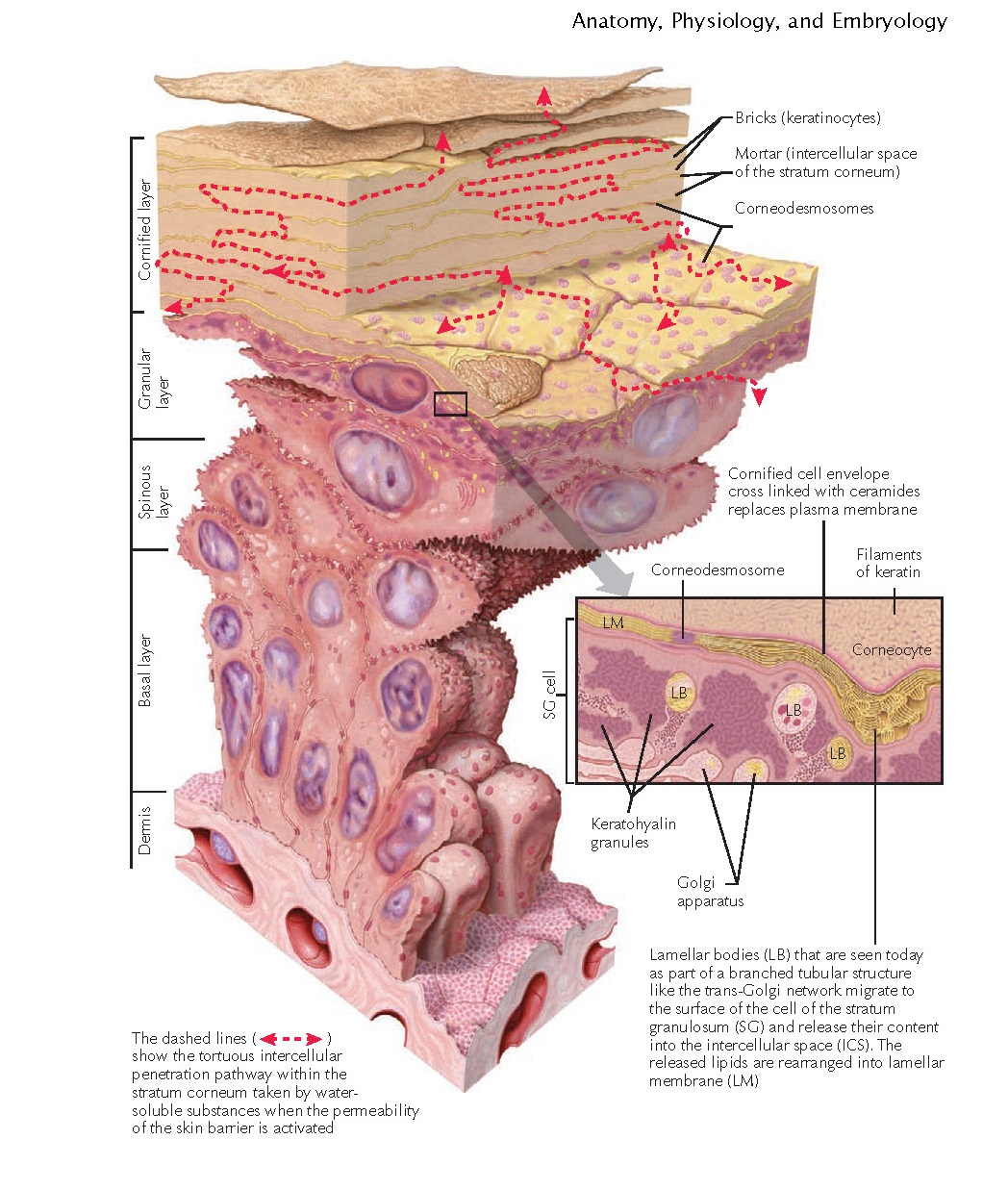 Process Of Keratinization