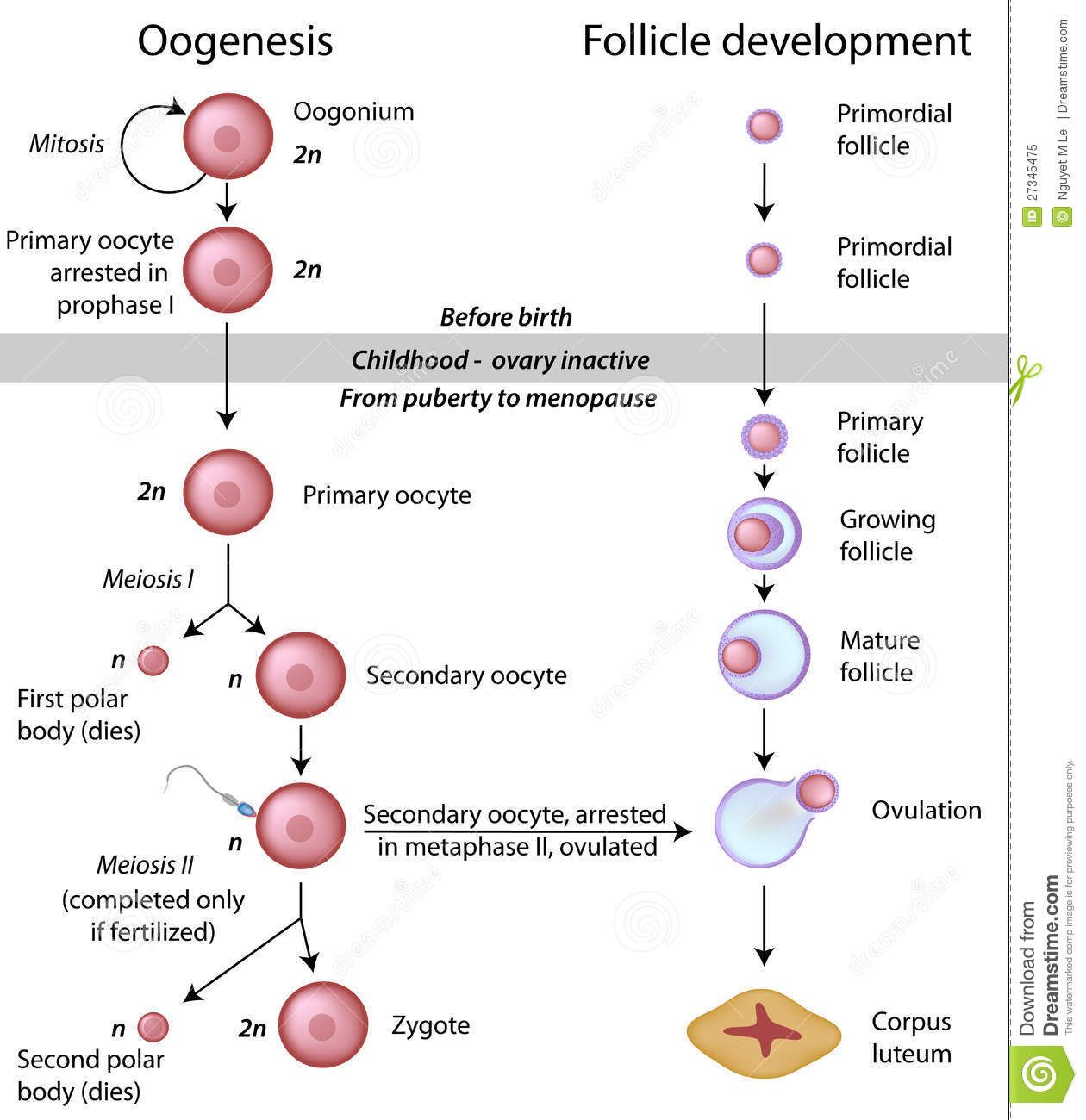Process Of Oogenesis With Diagram