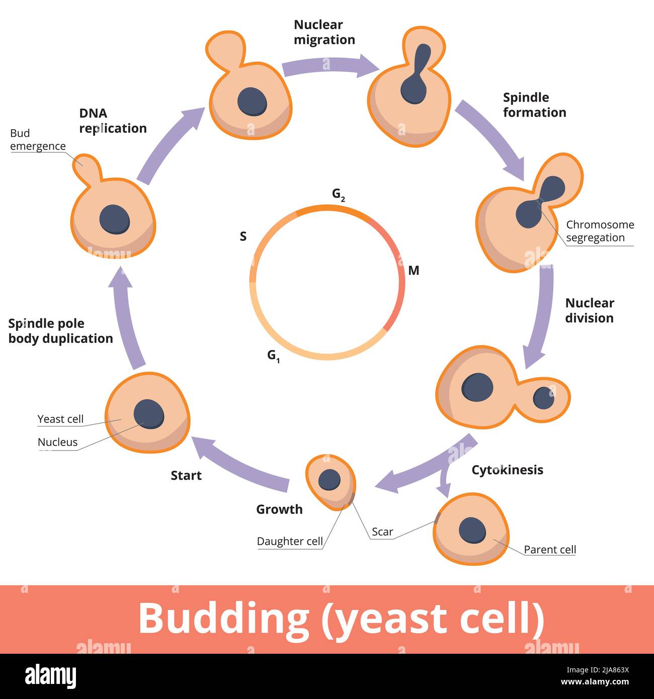 Process Of Yeast