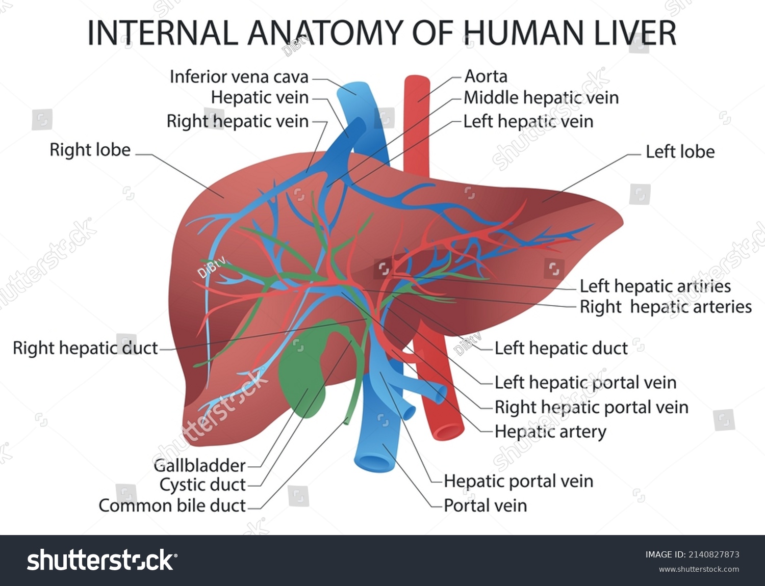 Proper Hepatic Artery