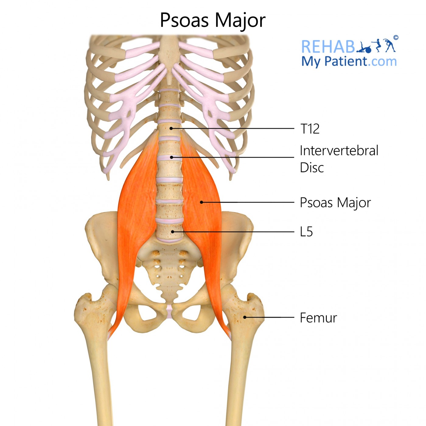 Psoas Major Muscle Pain