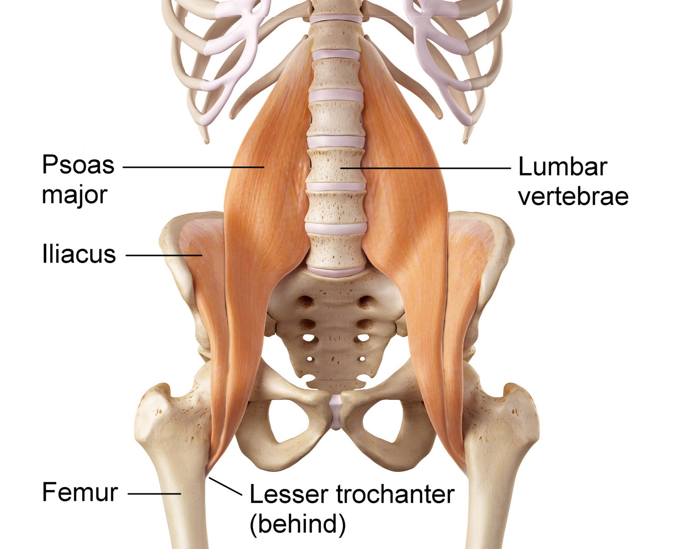 Psoas Muscle Strain