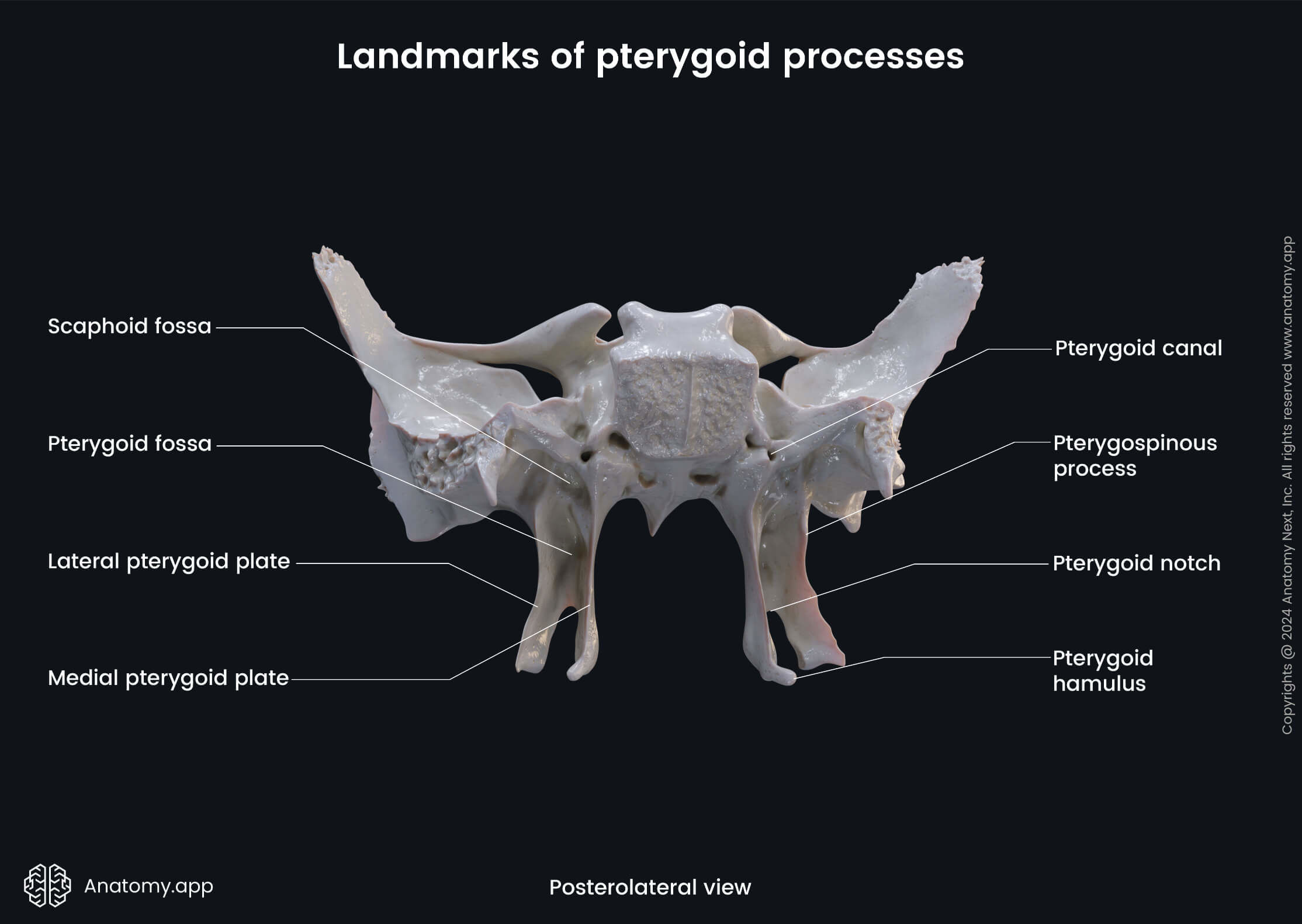 Pterygoid Plates Of Sphenoid