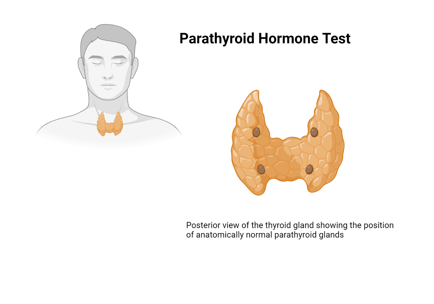 Pth Laboratory Test