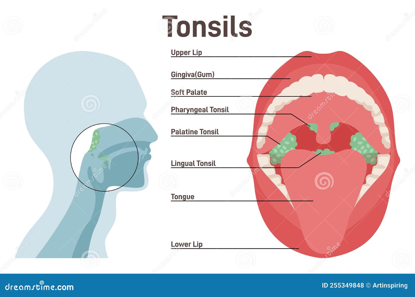 Purpose Of Tonsils