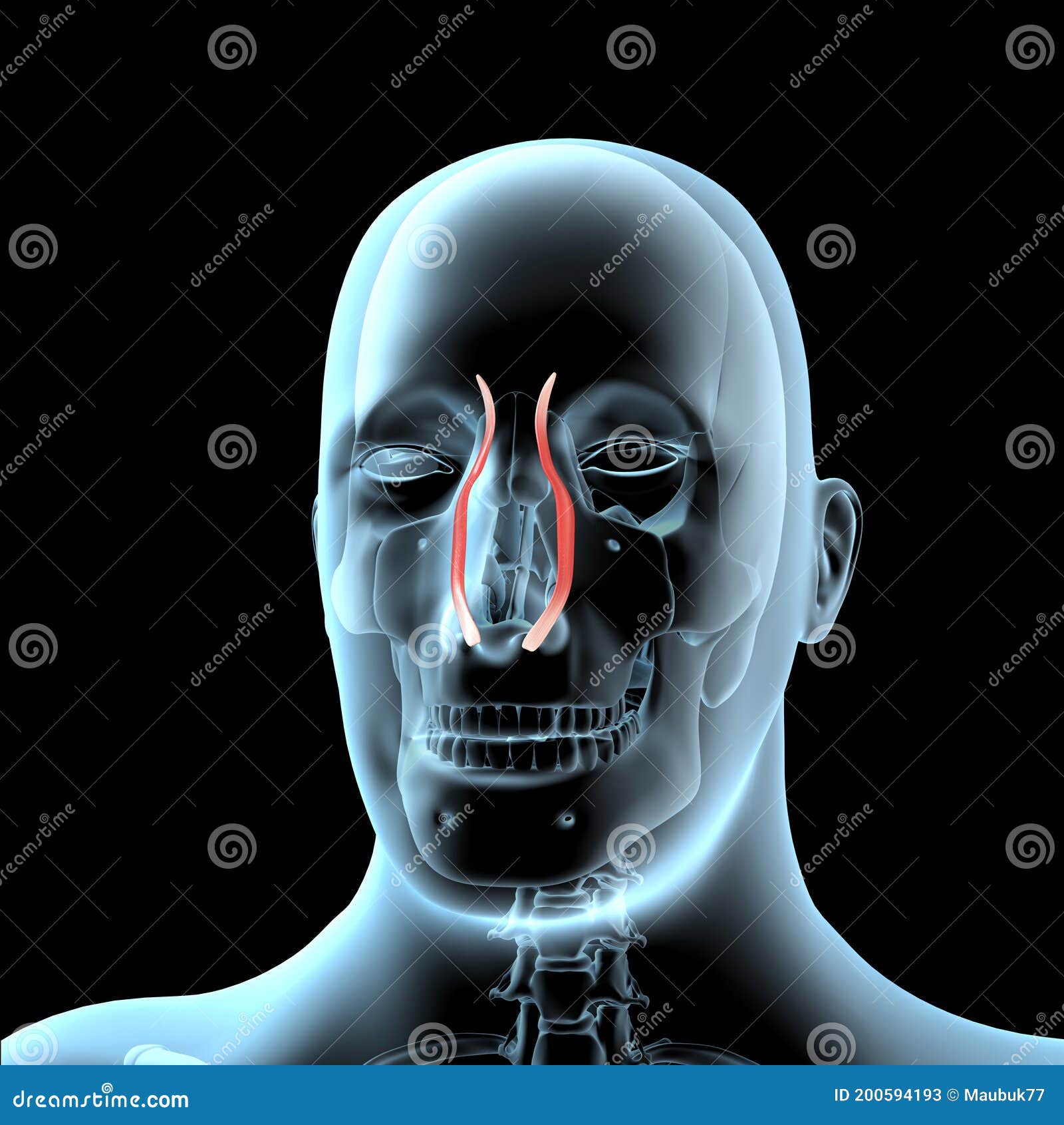 Quadratus Labii Superioris Muscle