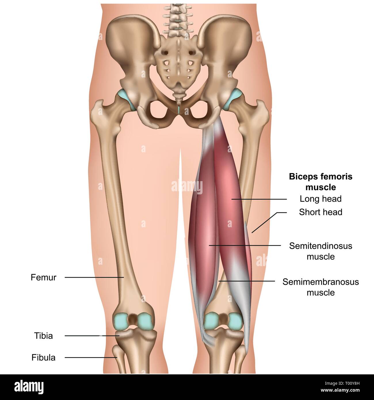 Quadriceps And Hamstrings