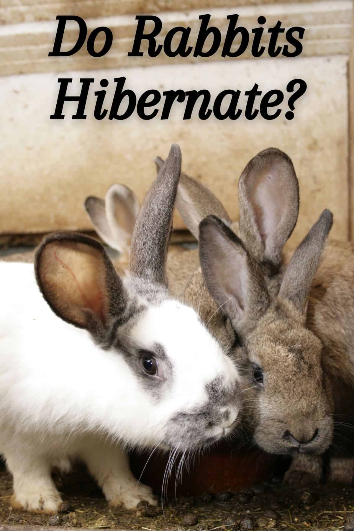 Rabbits Do They Hibernate