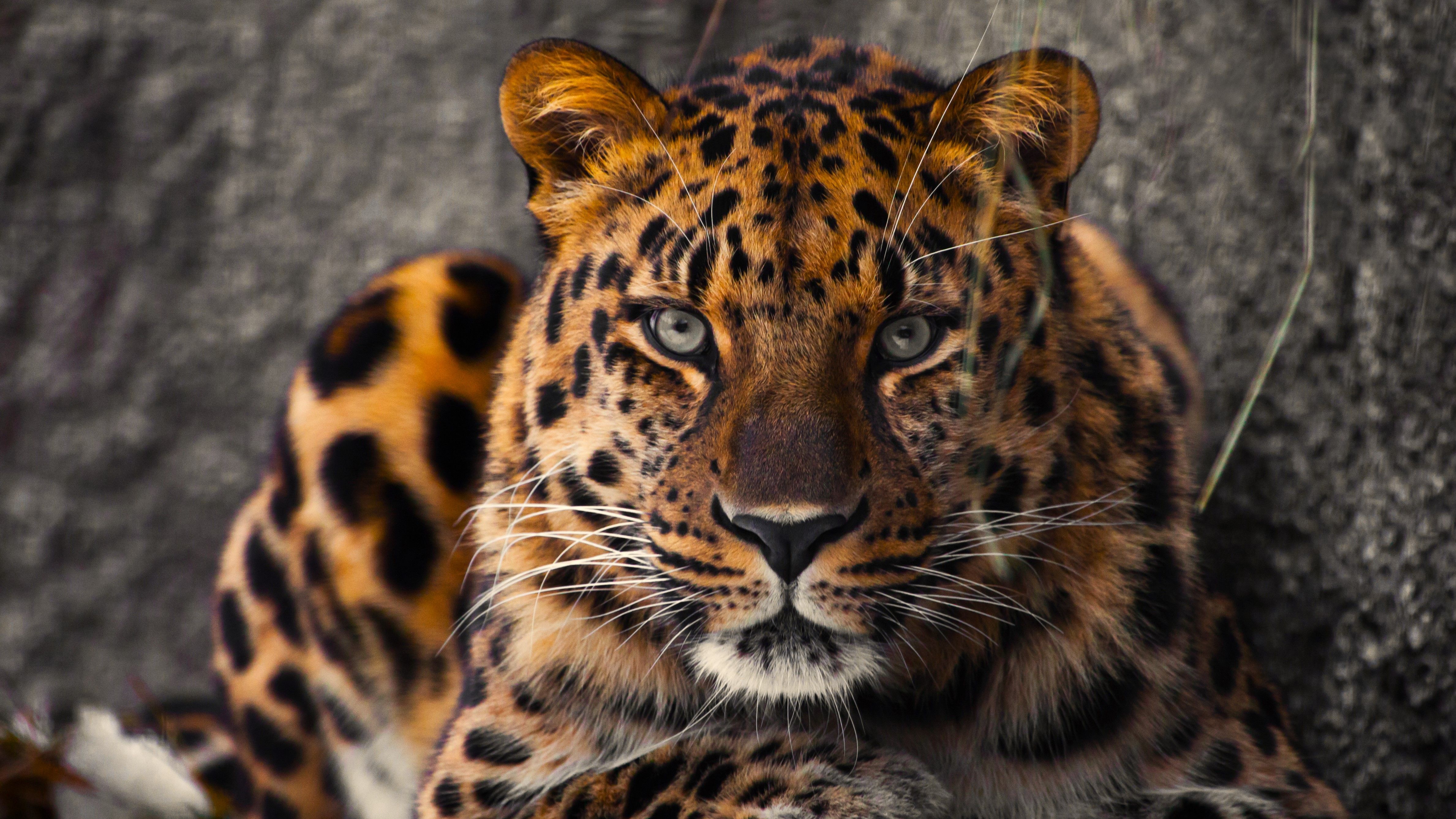 Rare Animals Images