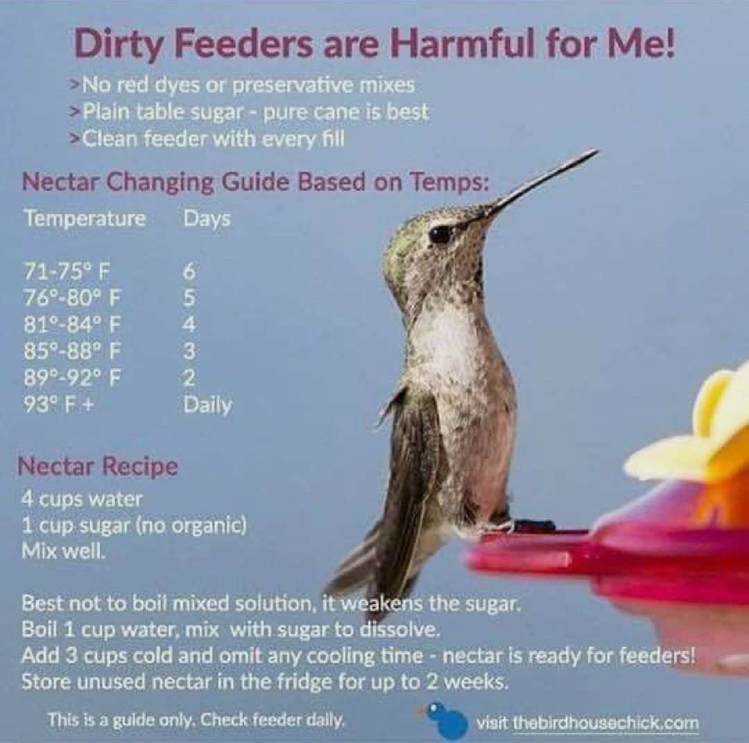 Ratio Of Hummingbird Water Sugar