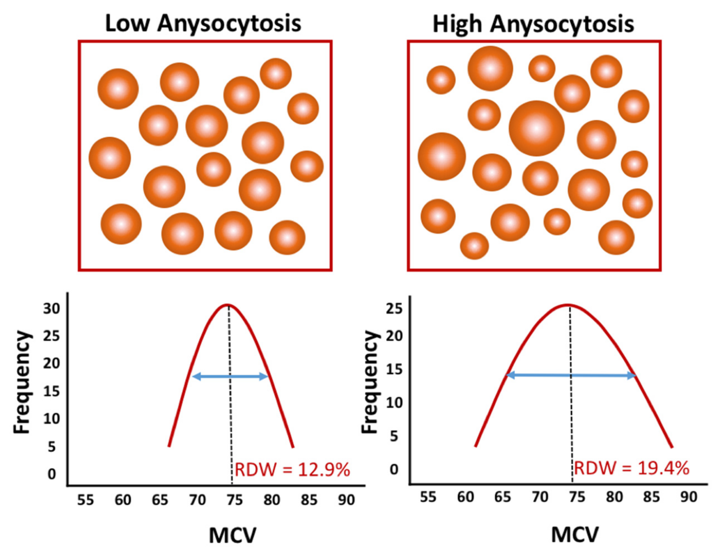 Red Blood Distribution Width Low