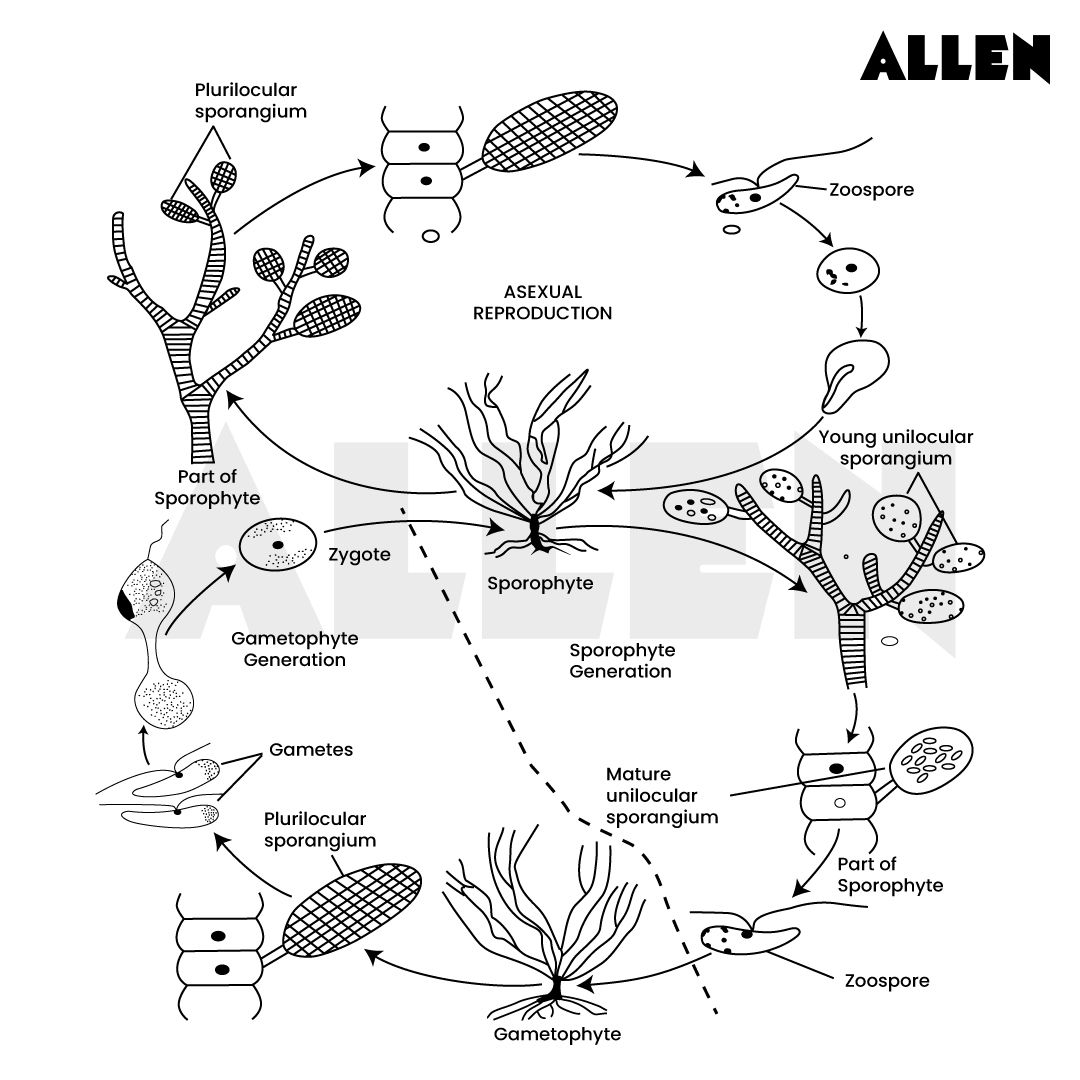Reproduction Of Ectocarpus