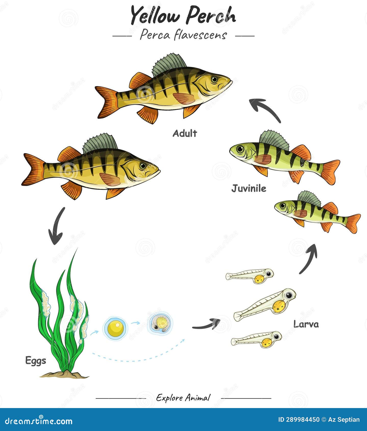 Reproduction Of Jawless Fish