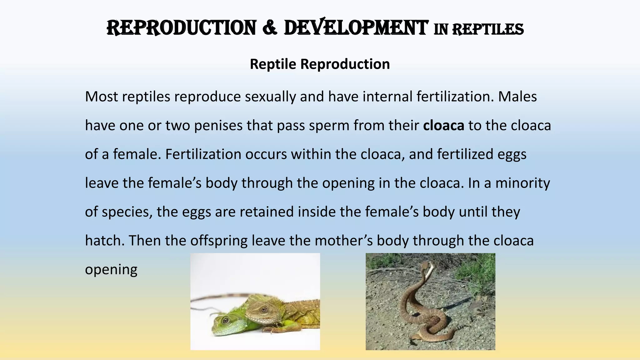 Reproduction Of Reptiles