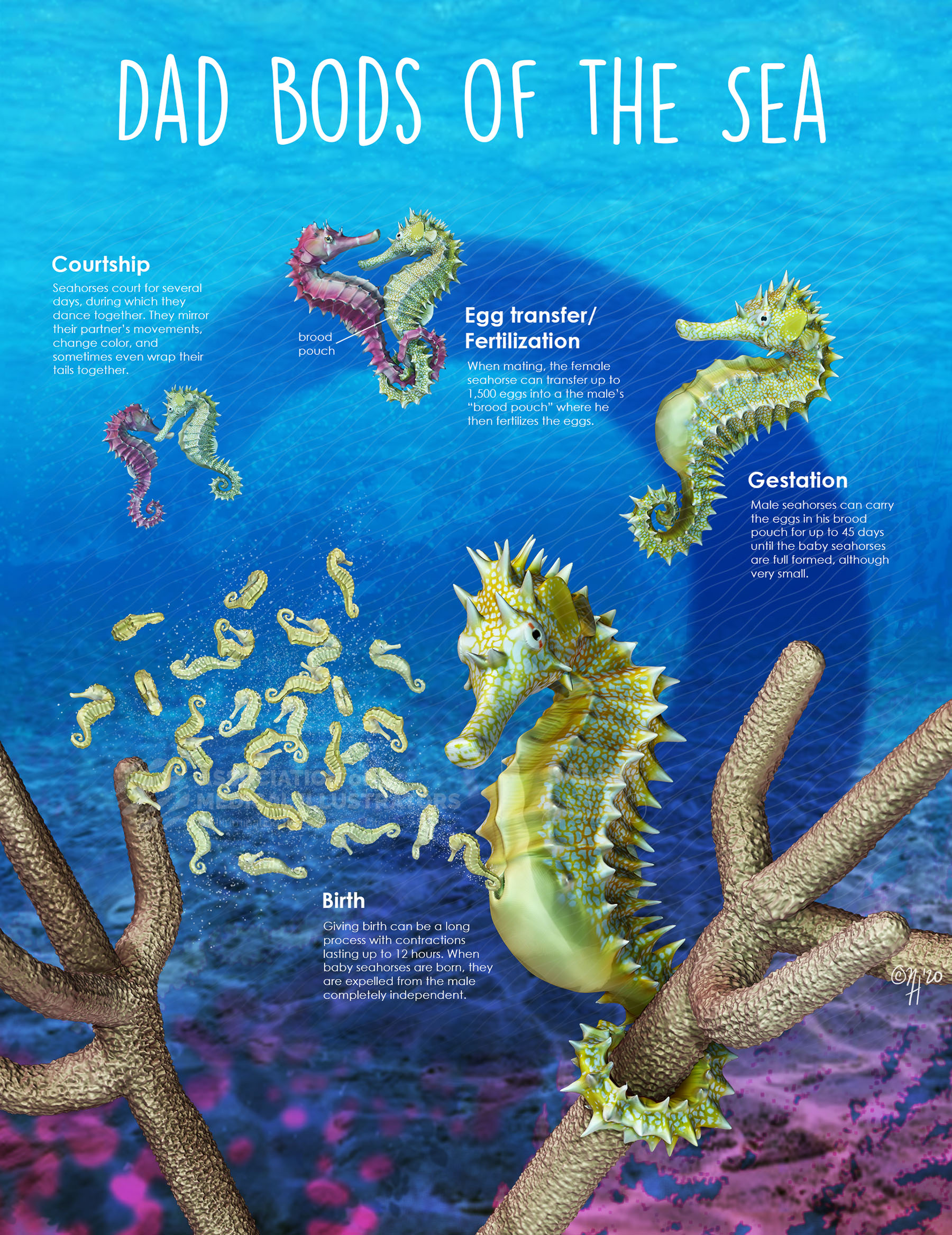 Reproduction Of Seahorse