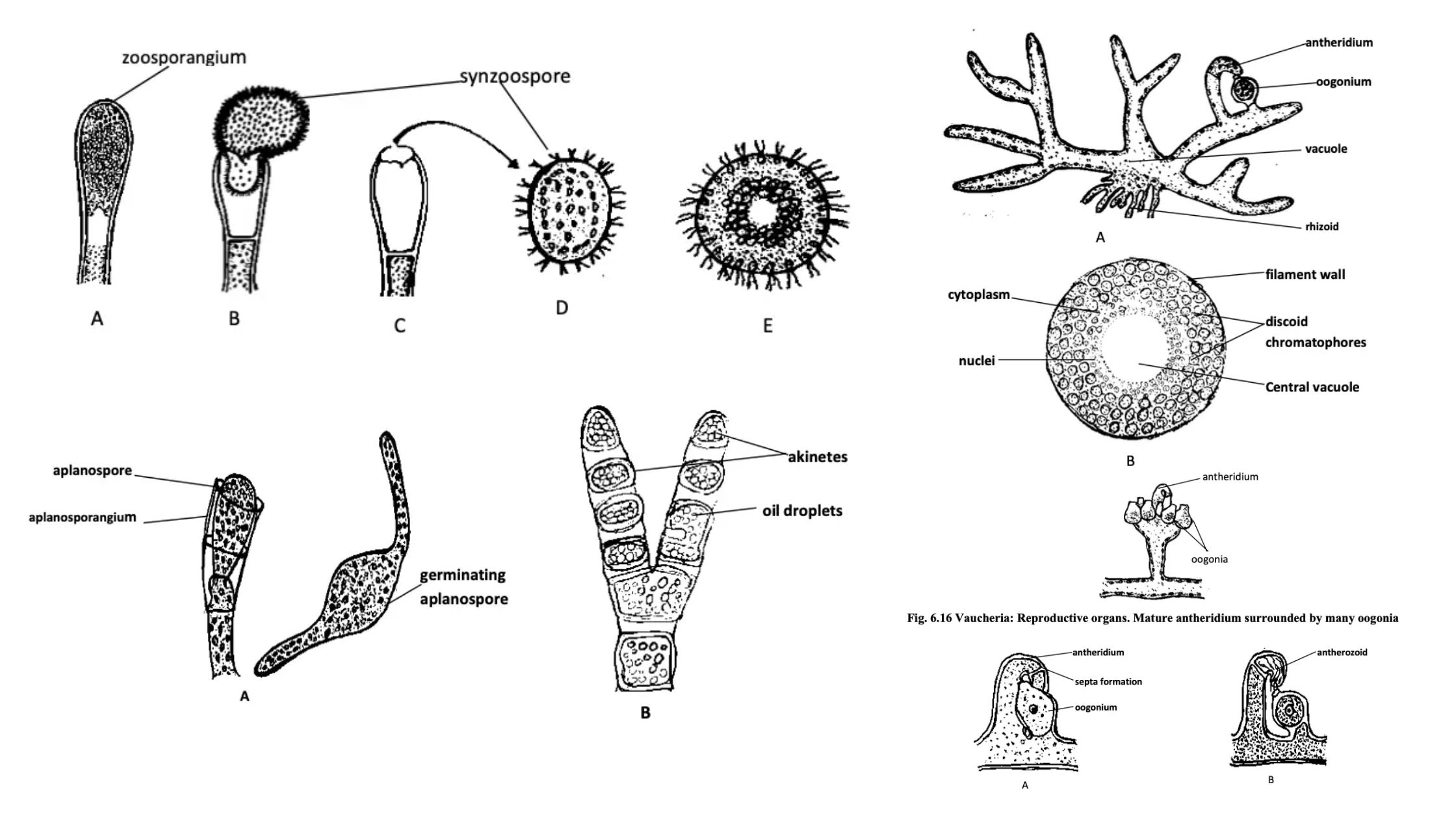 Reproduction Of Xanthophyta