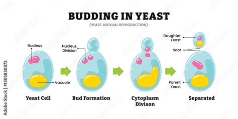 Reproduction Of Yeast By Budding