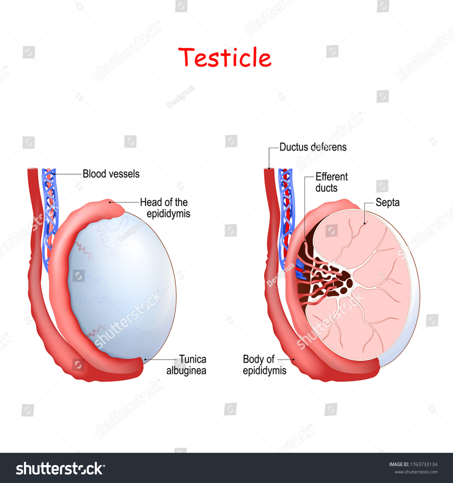 Retractile Testicle In Grown Man