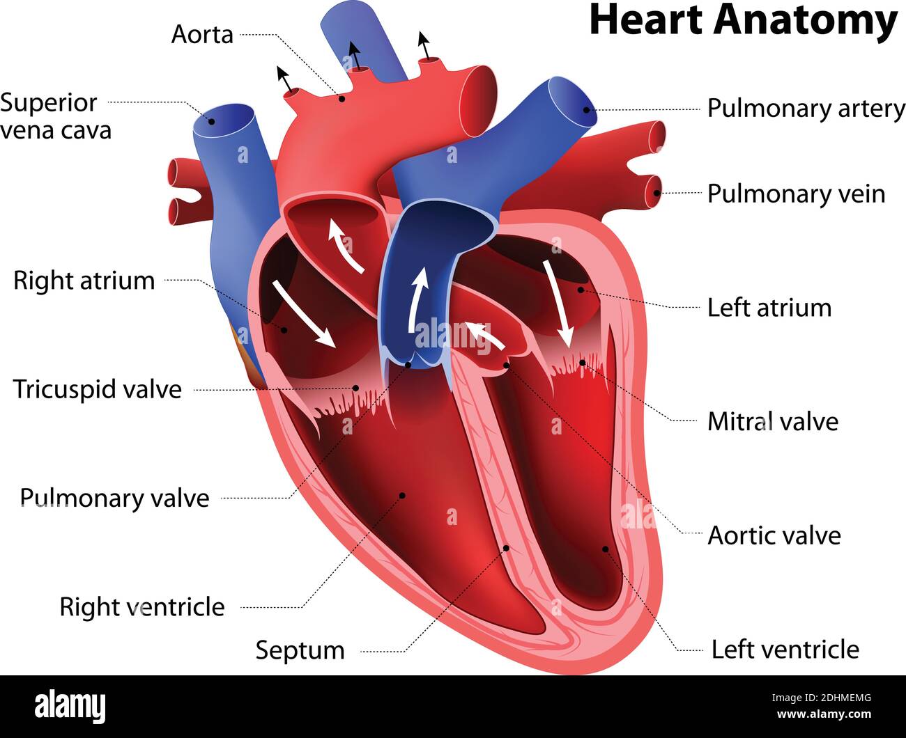 Right Atrioventricular Valve