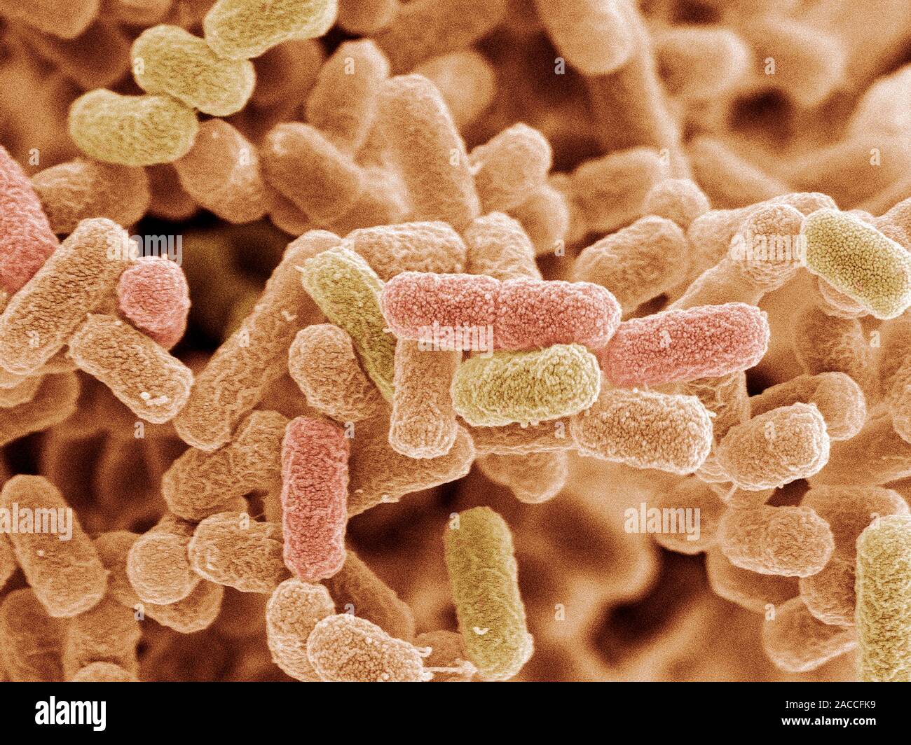 Rod Shaped Bacteria Are Called