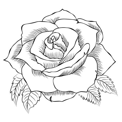 Rose Drawing Line Art