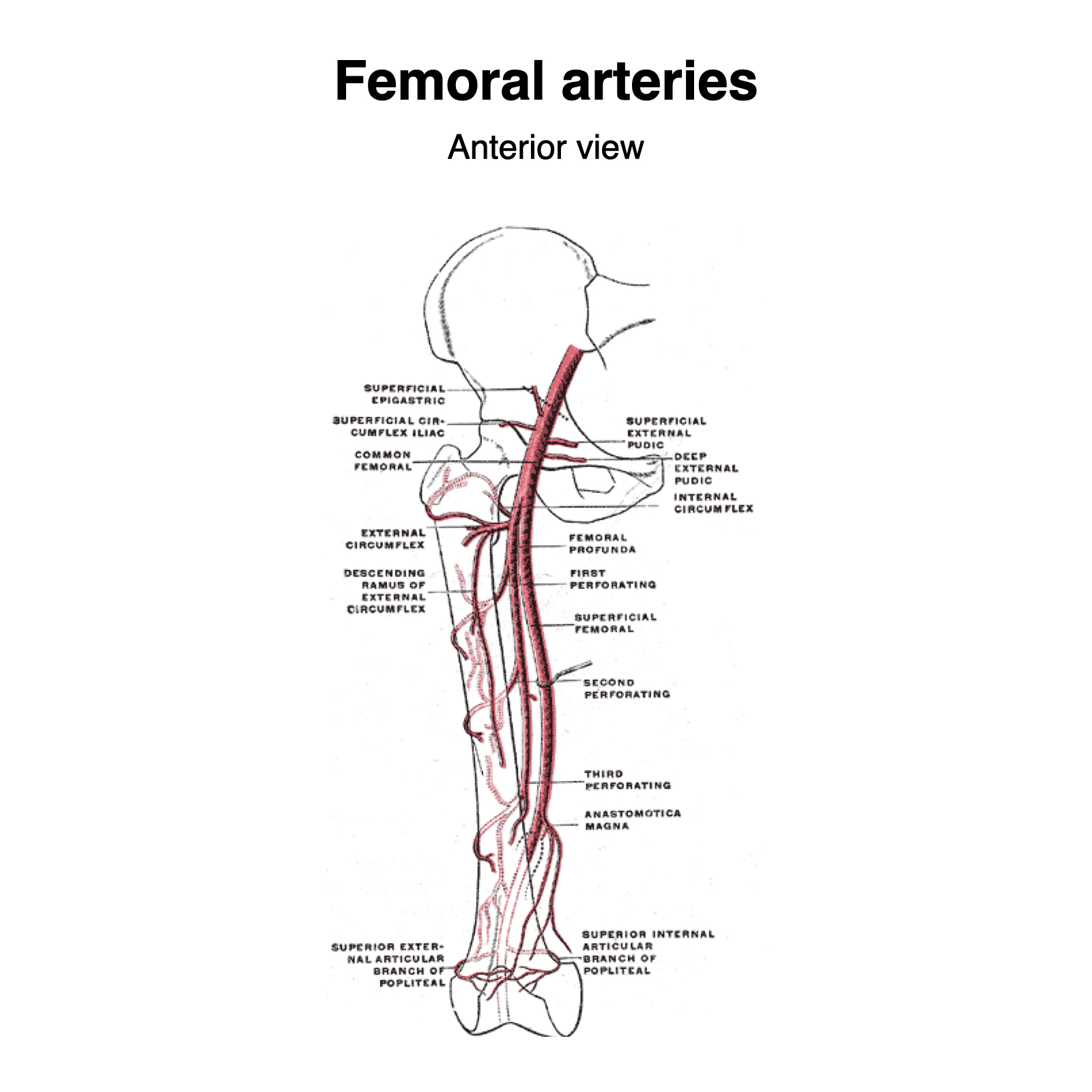 Sfa Medical Abbreviation