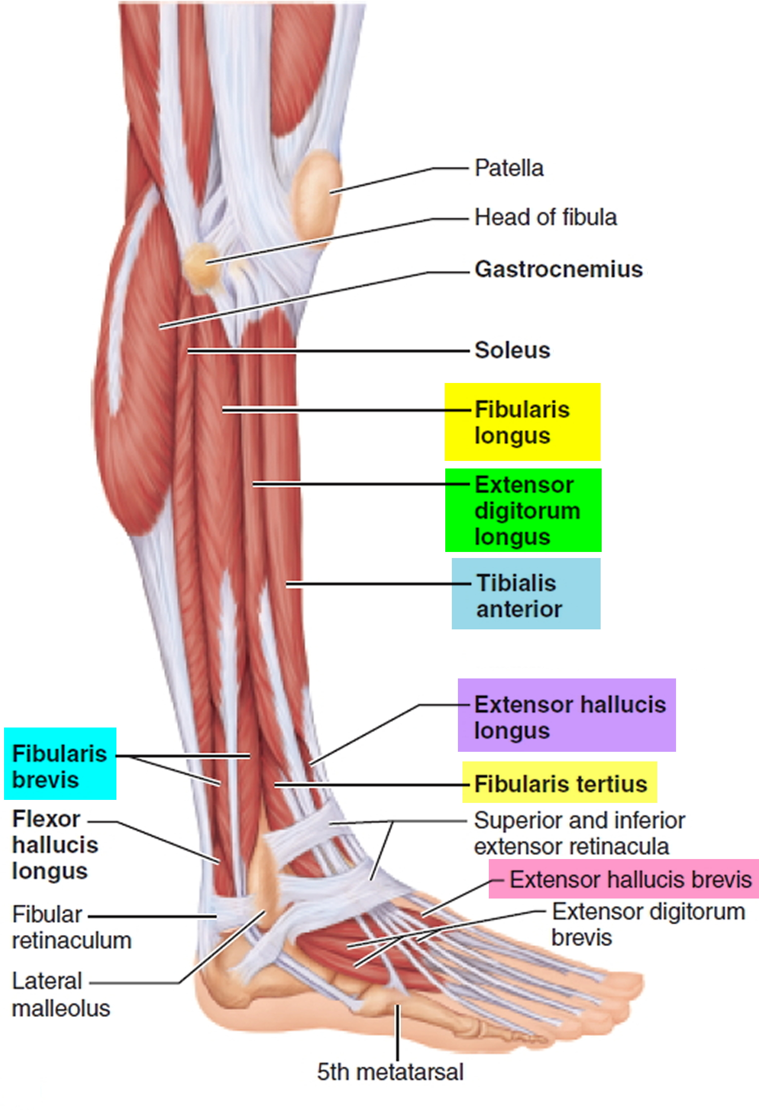 Shin Bone Muscles