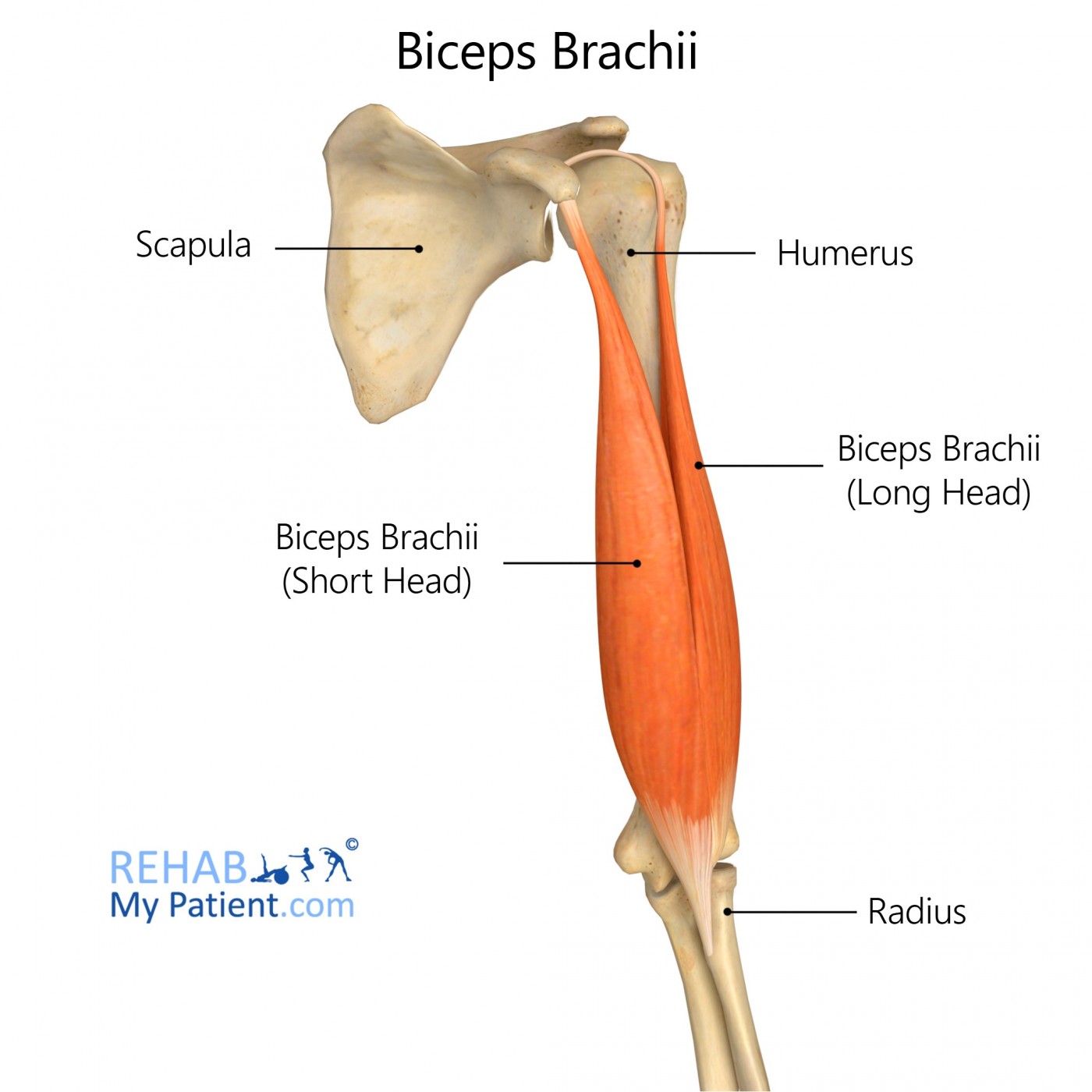Short Head Biceps Brachii