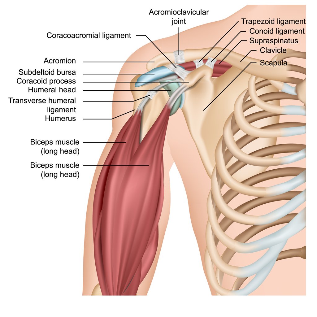 Shoulder Blade Strain