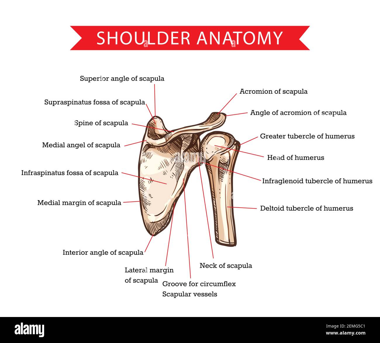 Shoulder Bone Anatomy