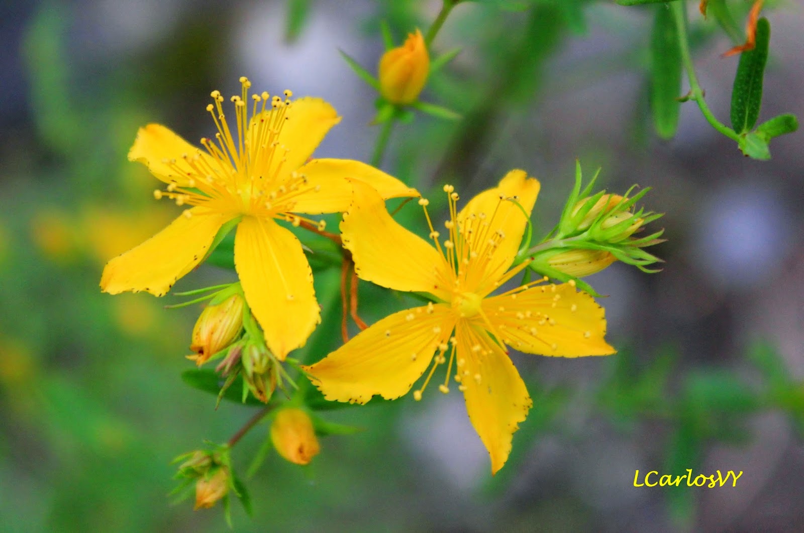 Sierra And Sophie Rain