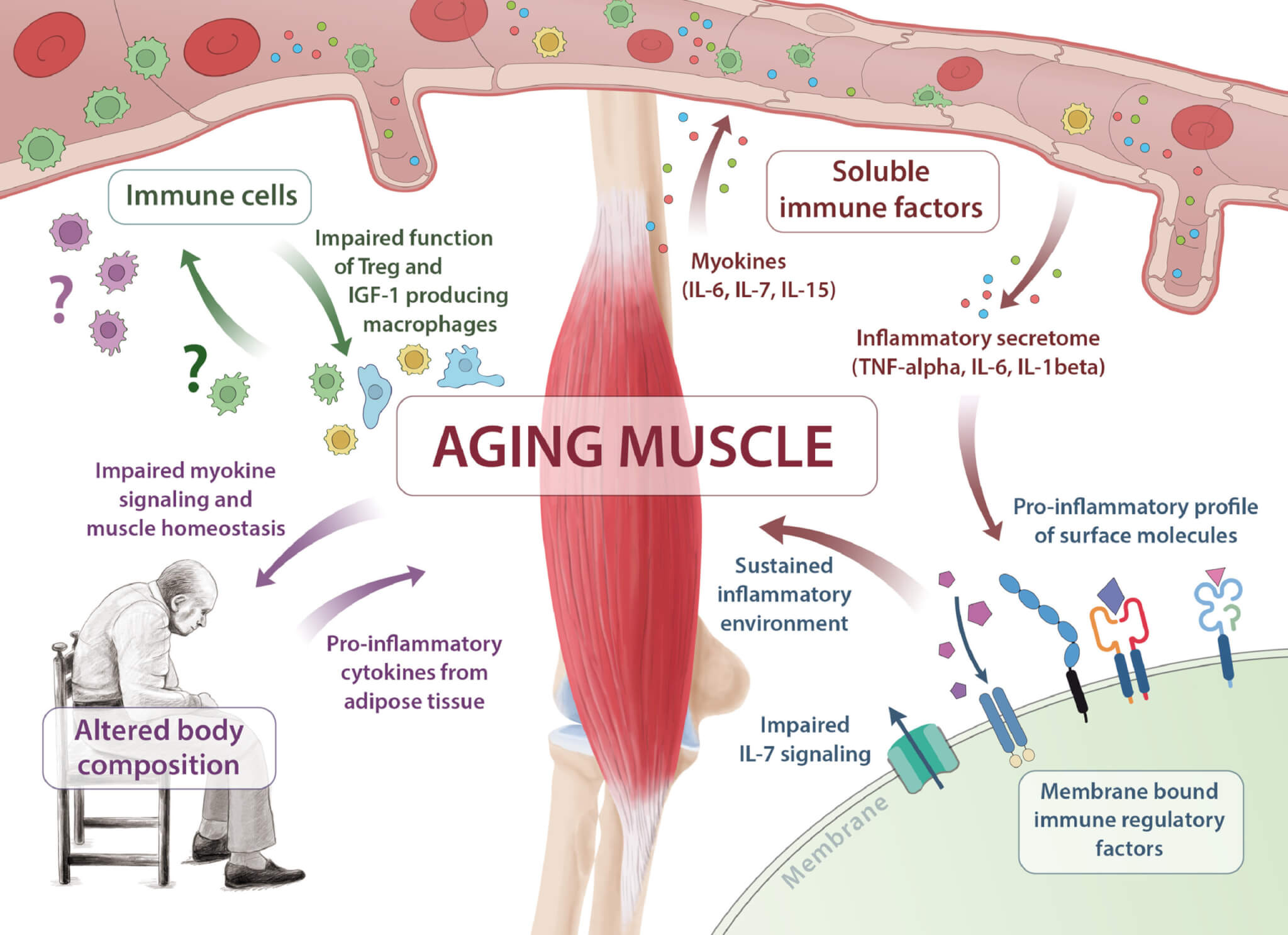 Signs Of Losing Muscle Mass